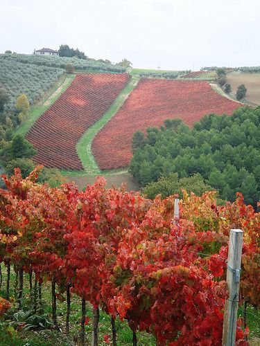 italy-winnita.jpg
